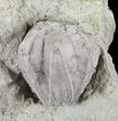 Blastoid (Pentremites) Fossil - Illinois #60142-1
